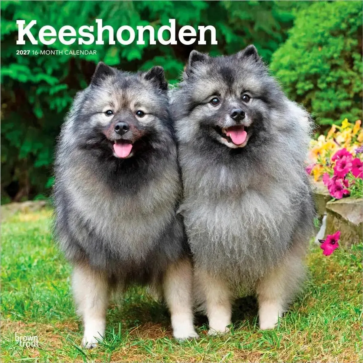 Keeshond Kalender 2027 van BrownTrout – productfoto