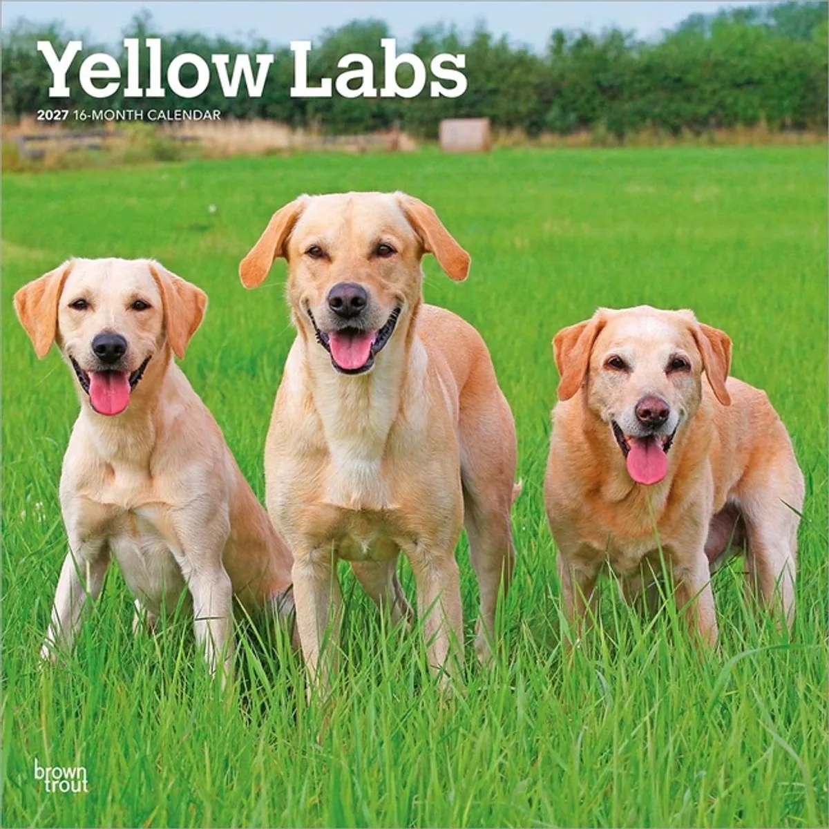 Labrador Retriever Blond Kalender 2027 de BrownTrout – photo produit