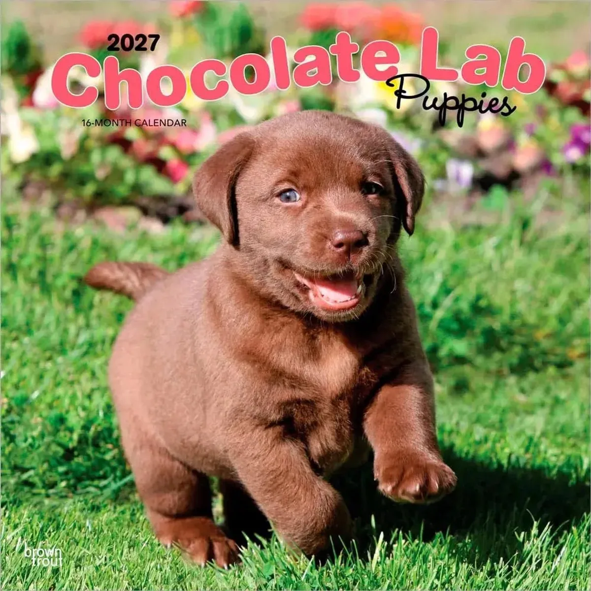Labrador Retriever Bruin Puppies Kalender 2027 de BrownTrout – photo produit