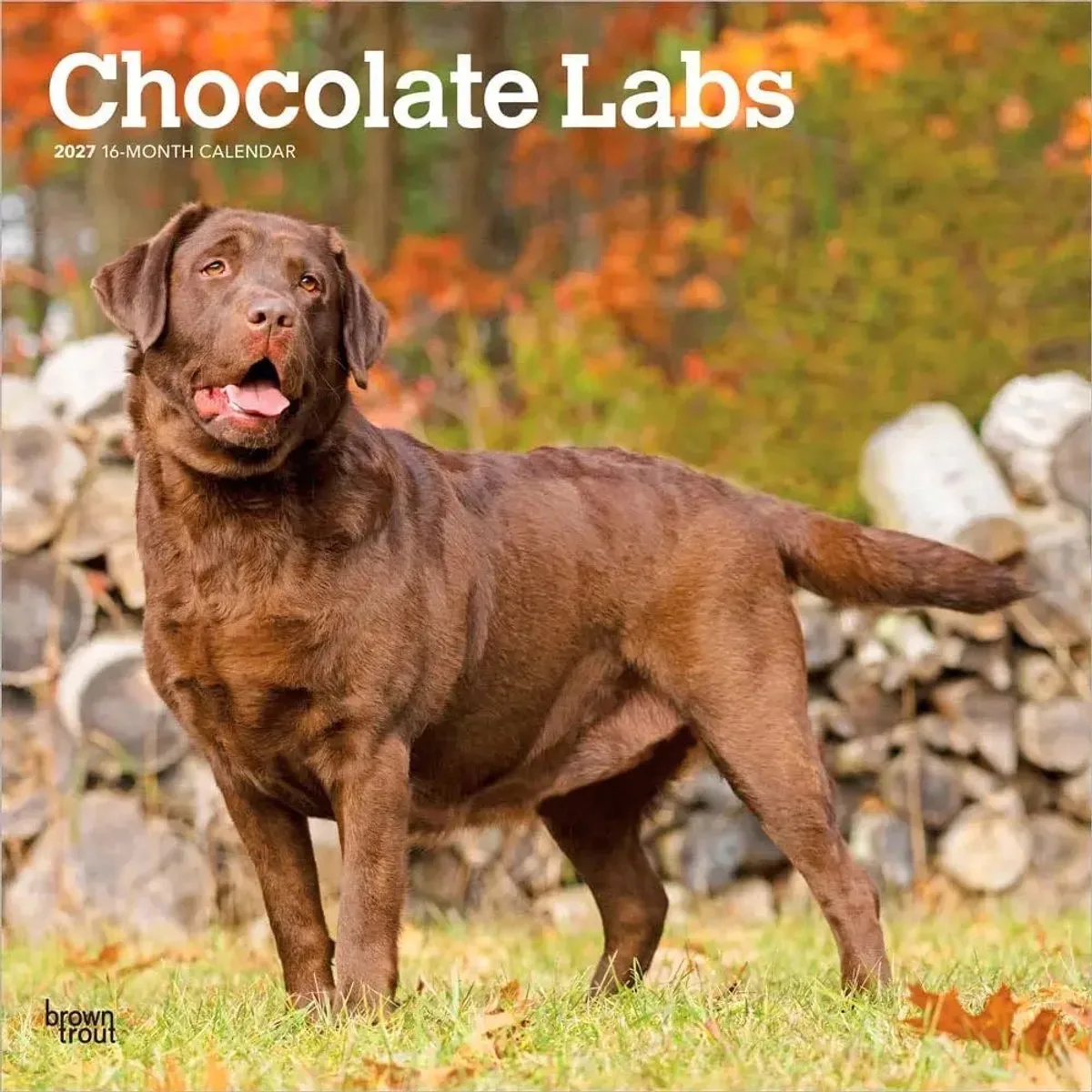 Labrador Retriever Kalender 2027 van BrownTrout in Bruin – productfoto