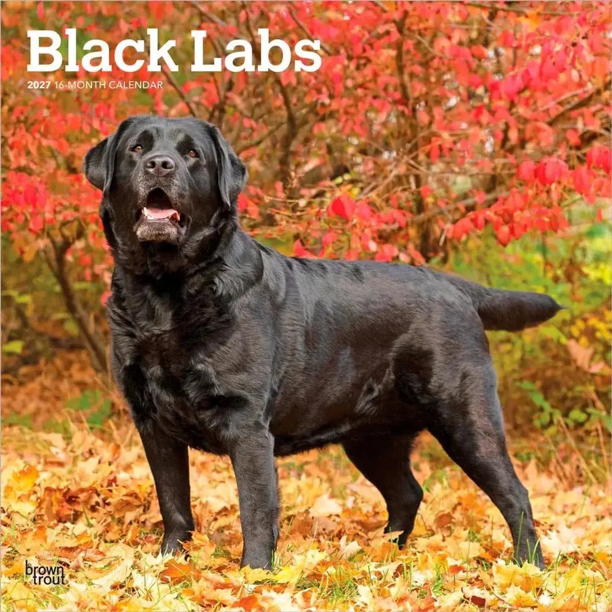 Labrador Retriever Kalender 2027 by BrownTrout in Black – product photo