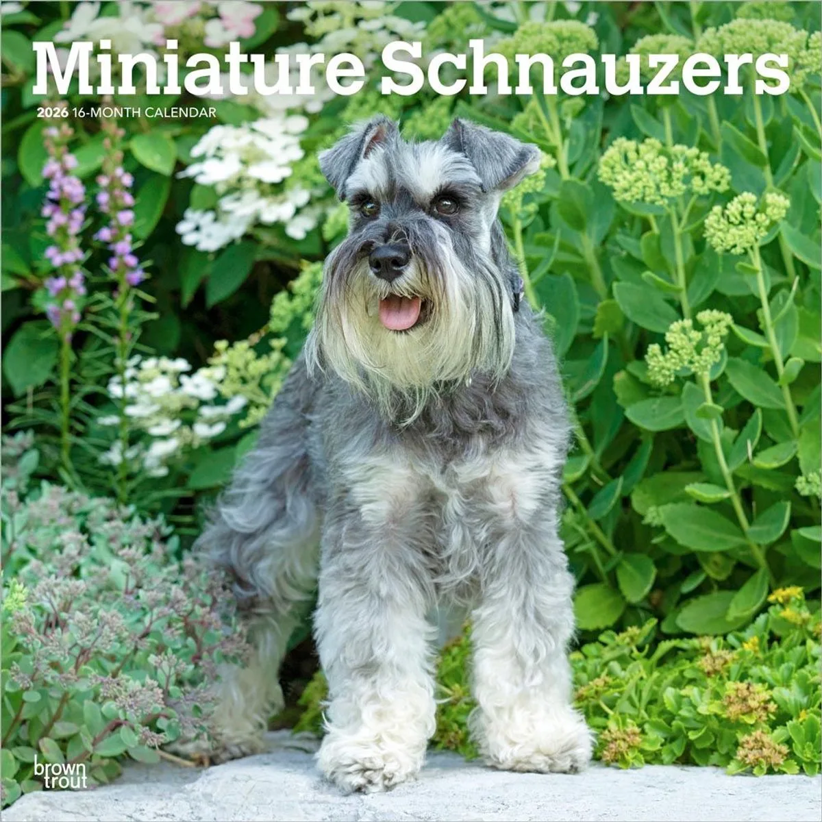Miniatuur Schnauzer Kalender 2026 de BrownTrout en Gris – photo produit