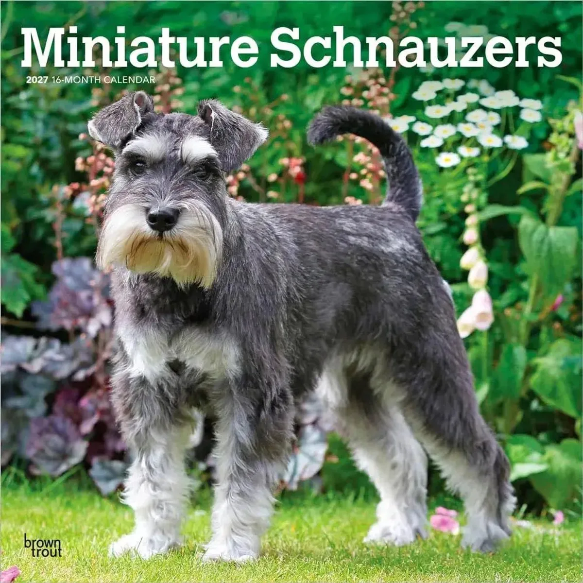 Miniatuur Schnauzer Kalender 2027 de BrownTrout – photo produit
