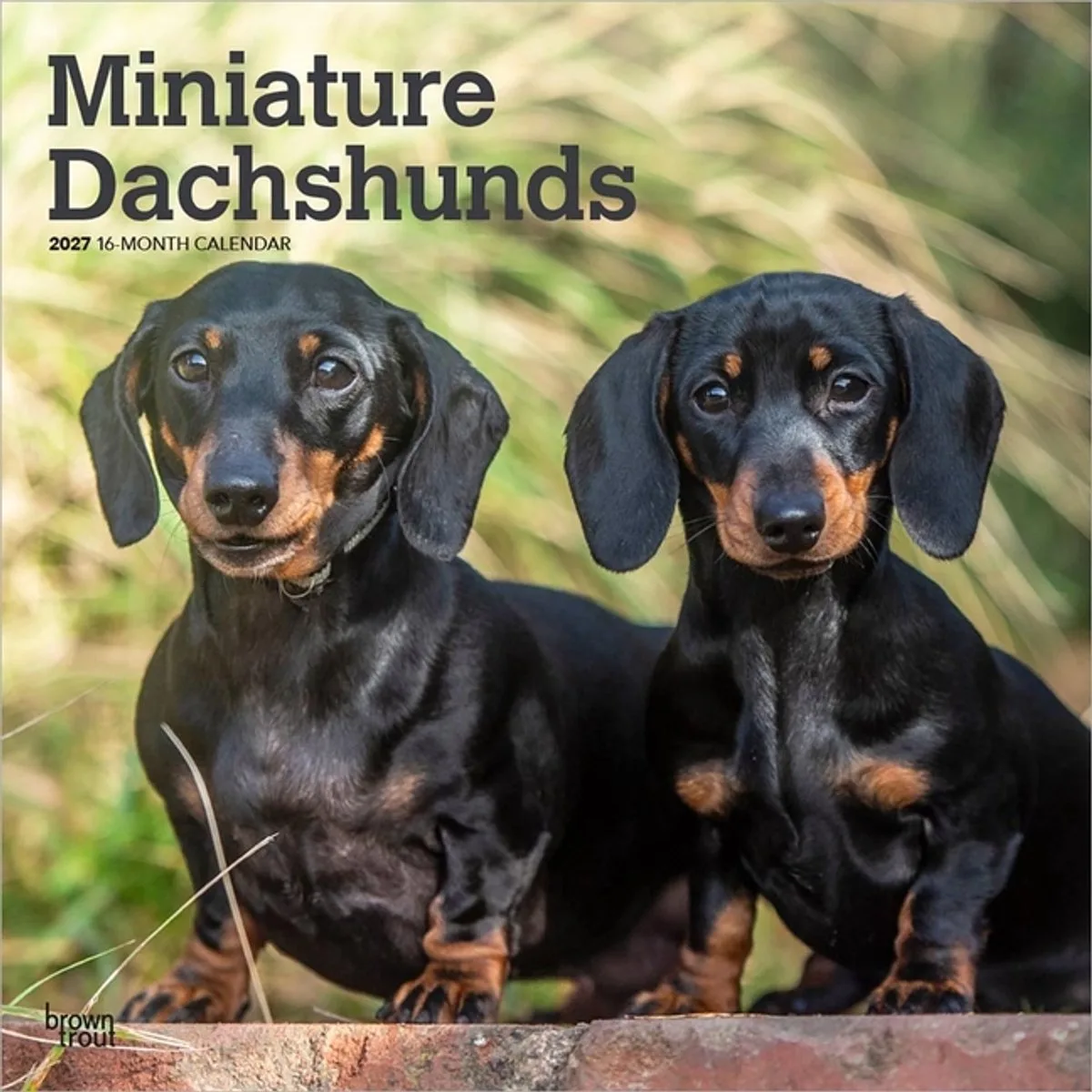 Miniatuur Teckel Kalender 2027 van BrownTrout in Meerkleurig – productfoto