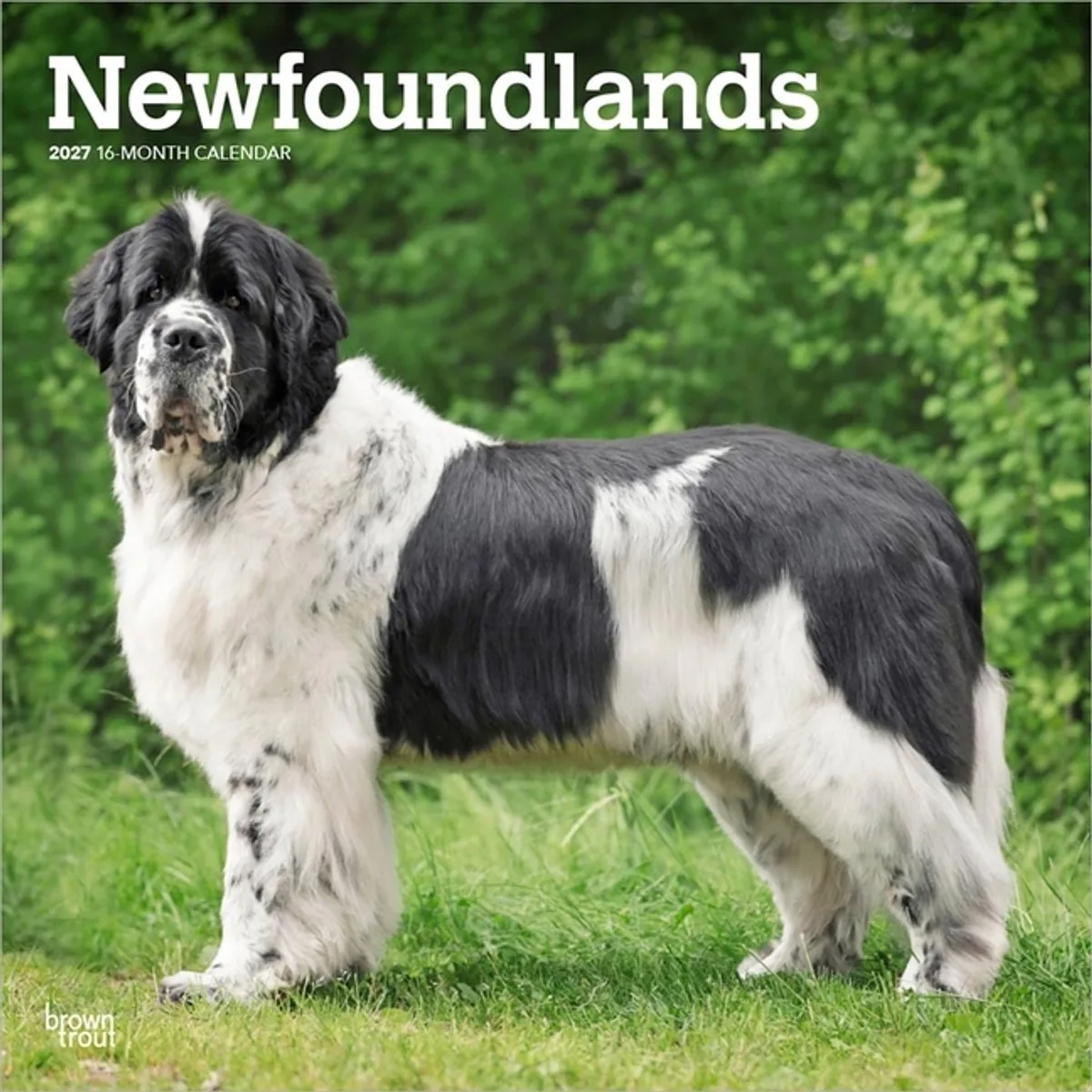 Newfoundlander Kalender 2027 de BrownTrout – photo produit