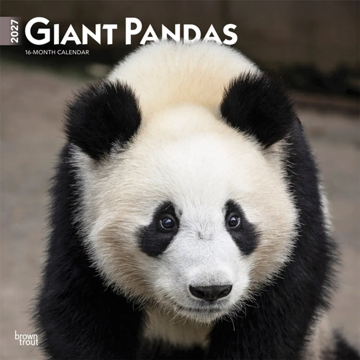 Panda Kalender 2027 van BrownTrout – productfoto
