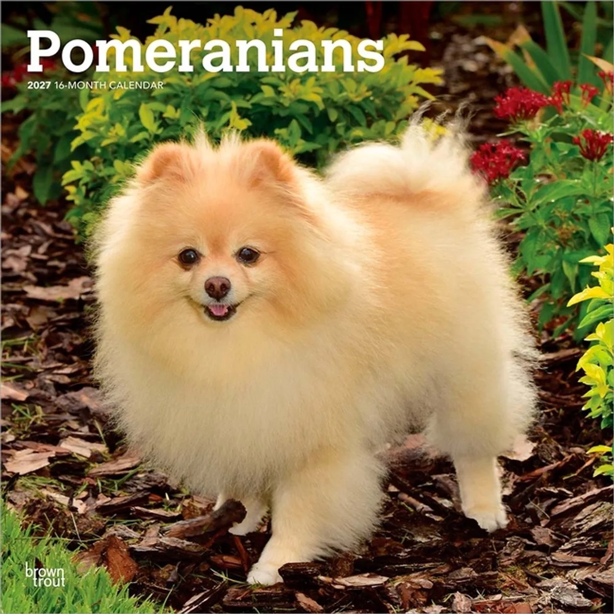 Pomeranian Kalender 2027 van BrownTrout – productfoto