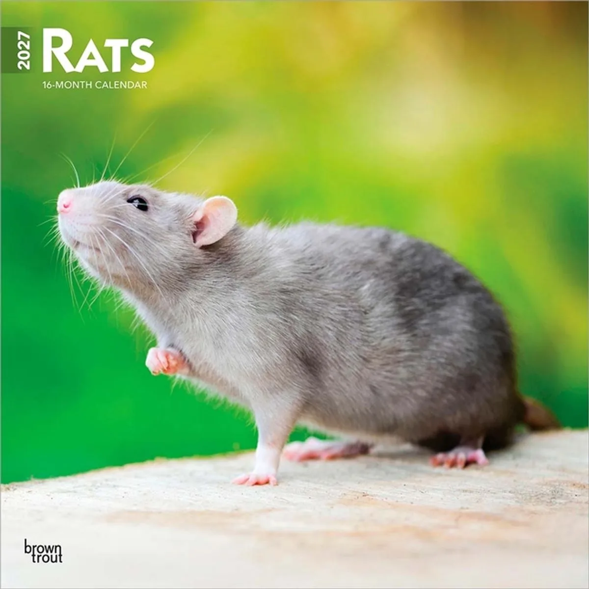 Ratten Kalender 2027 van BrownTrout – productfoto
