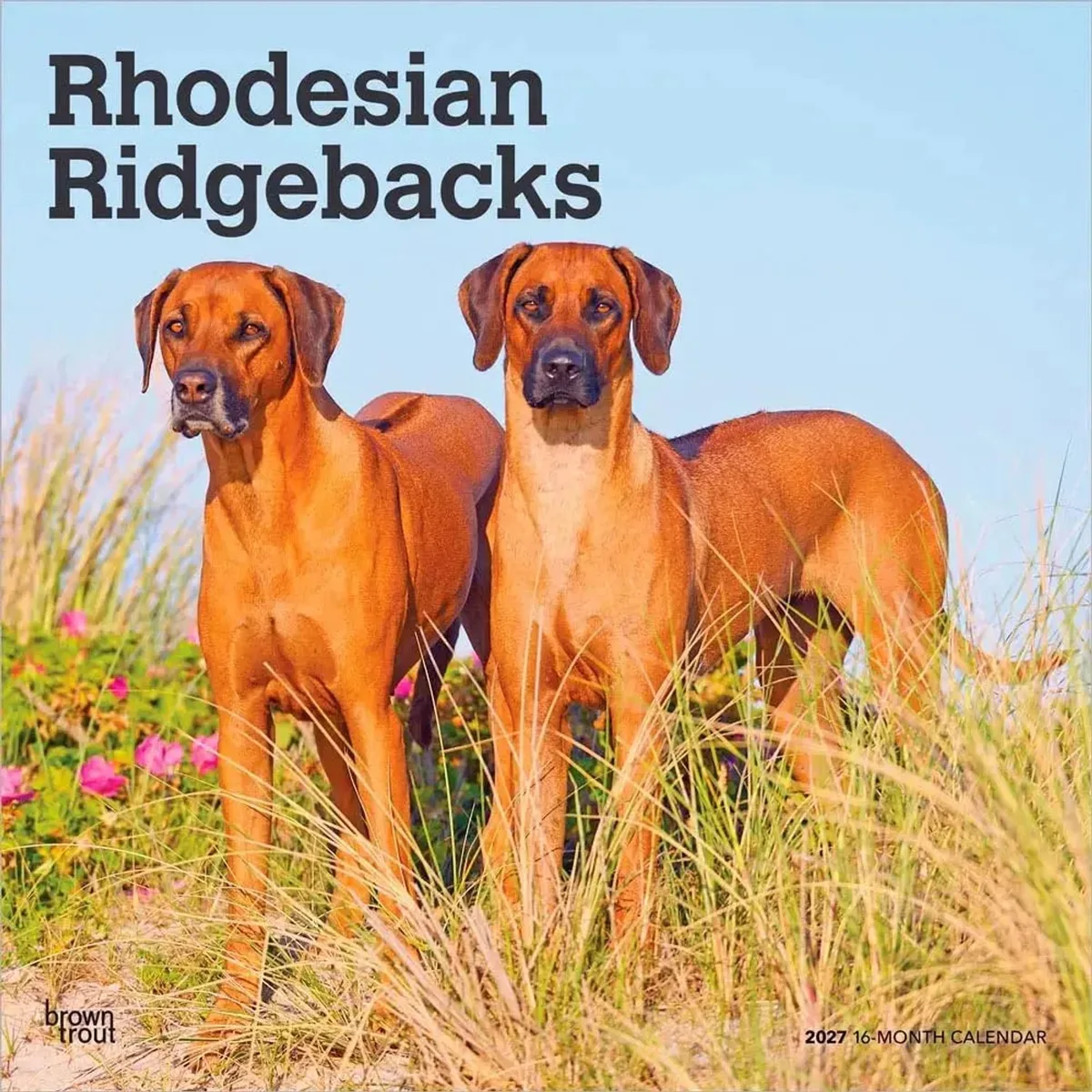 Rhodesian Ridgeback Kalender 2027 de BrownTrout – photo produit