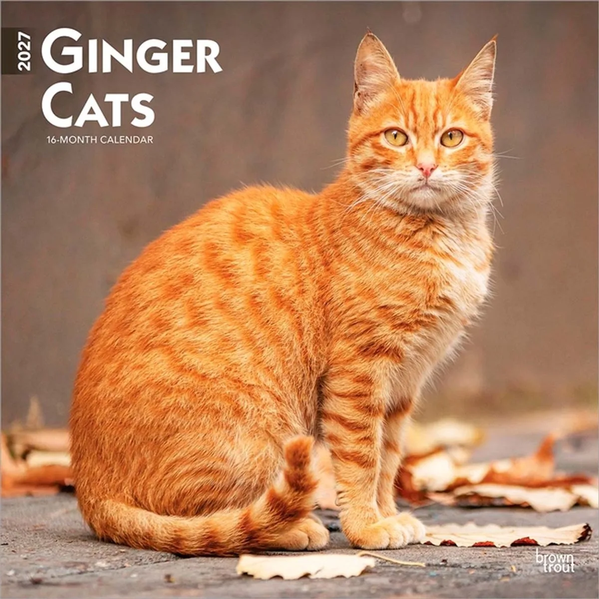 Rode Katten Kalender 2027 by BrownTrout in Orange – product photo