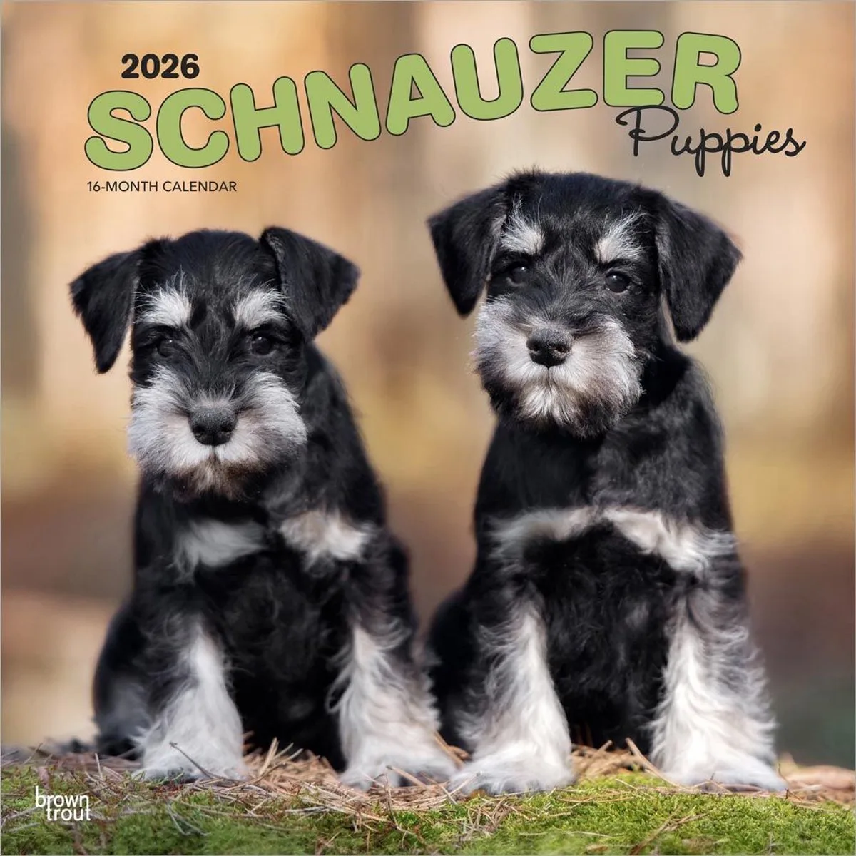 Schnauzer Puppies Kalender 2026 van BrownTrout – productfoto