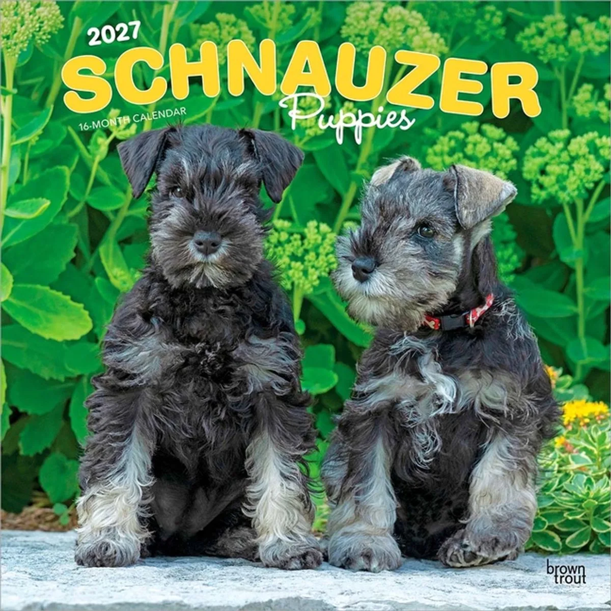 Schnauzer Puppies Kalender 2027 van BrownTrout – productfoto