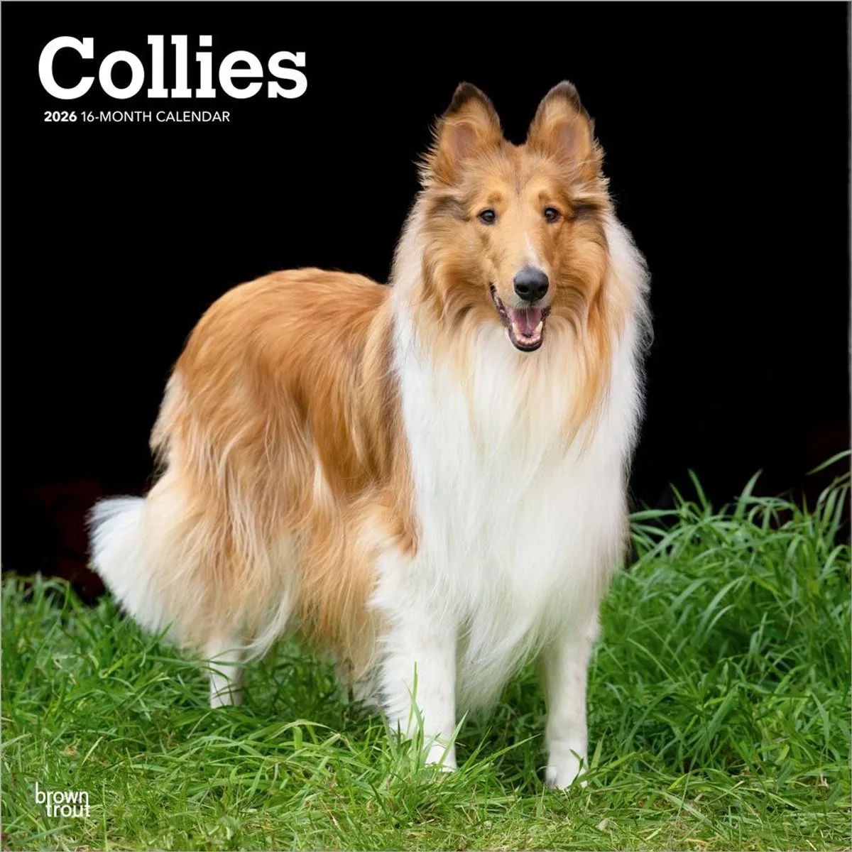 Schotse Herder / Collie Kalender 2026 van BrownTrout in Bruin – productfoto