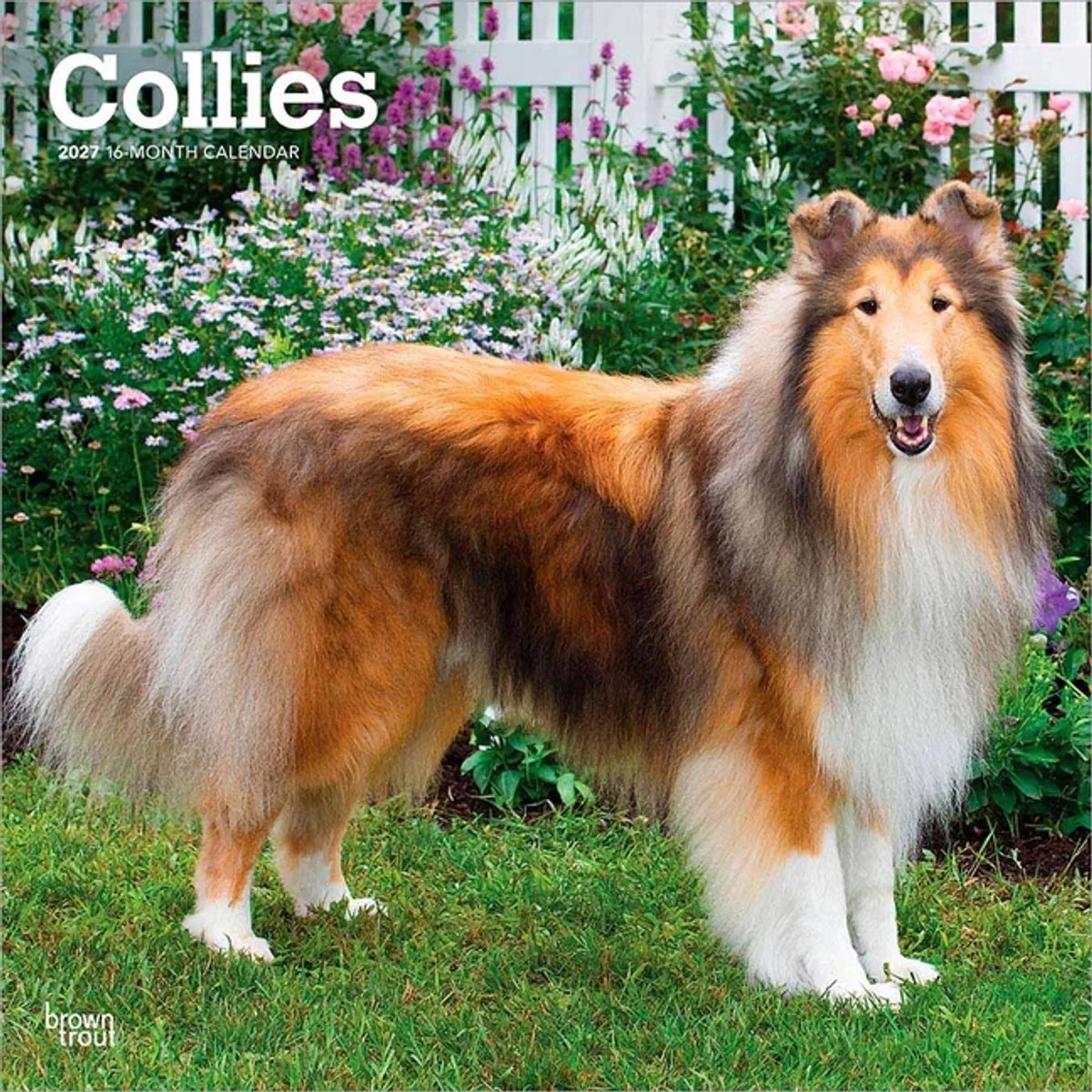 Schotse Herder / Collie Kalender 2027 von BrownTrout – Produktfoto