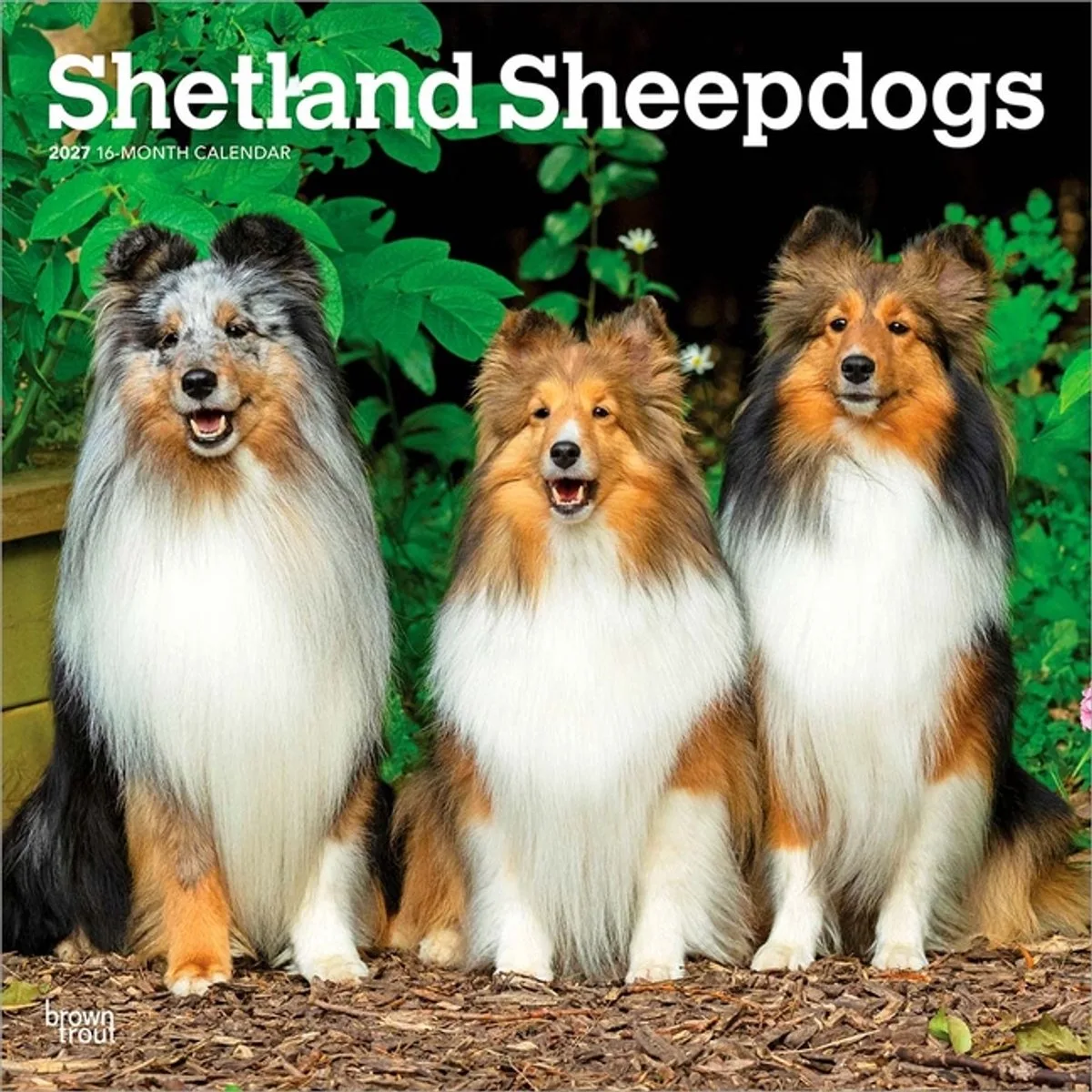 Sheltie - Shetland Sheepdog Kalender 2027 van BrownTrout – productfoto