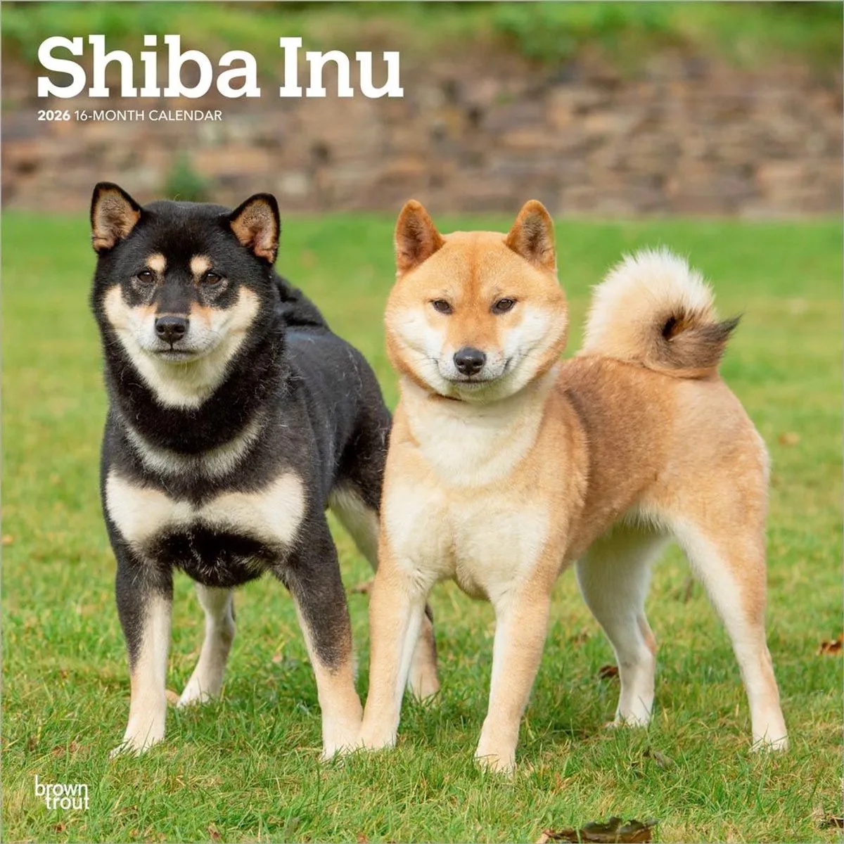 Shiba Inu Kalender 2026 de BrownTrout en Multi-coloured – photo produit