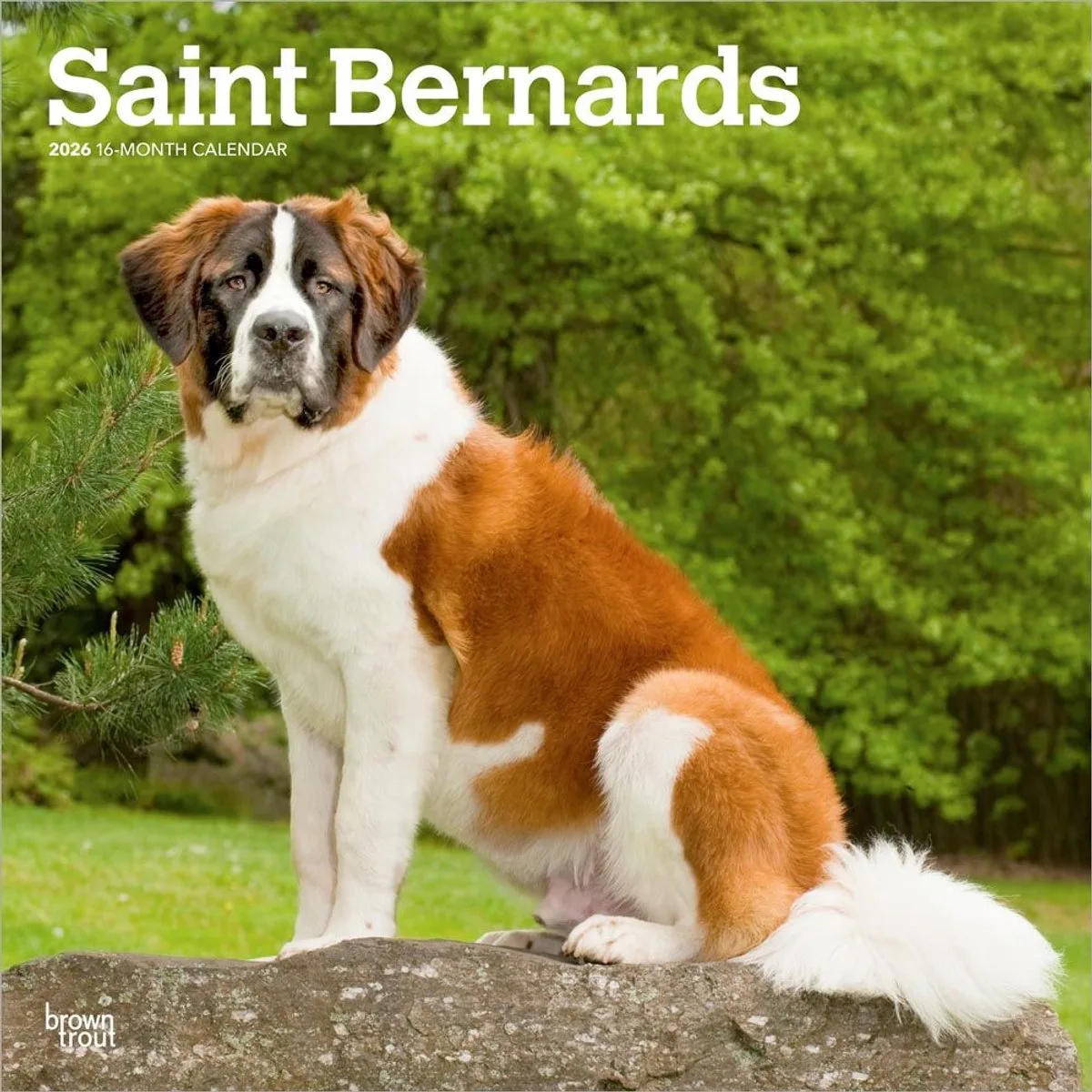 Sint Bernard Kalender 2026 van BrownTrout in Zwart – productfoto