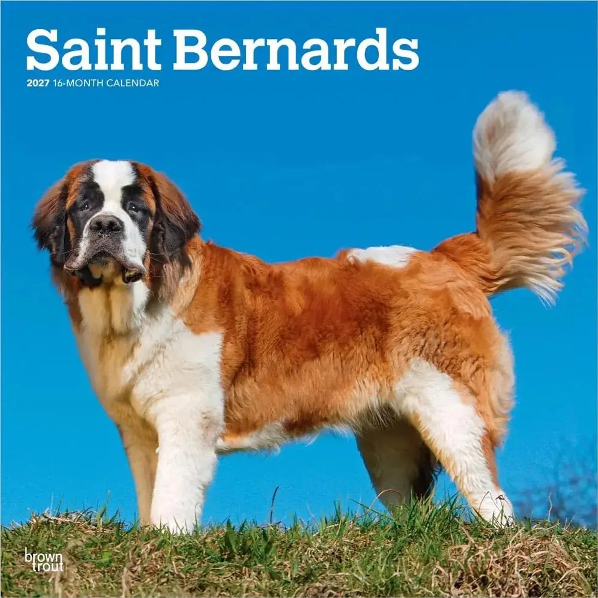 Sint Bernard Kalender 2027 de BrownTrout en Marron – photo produit