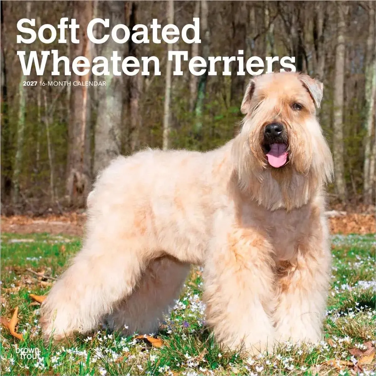 Softcoated Wheaten Terrier Kalender 2027 de BrownTrout – photo produit
