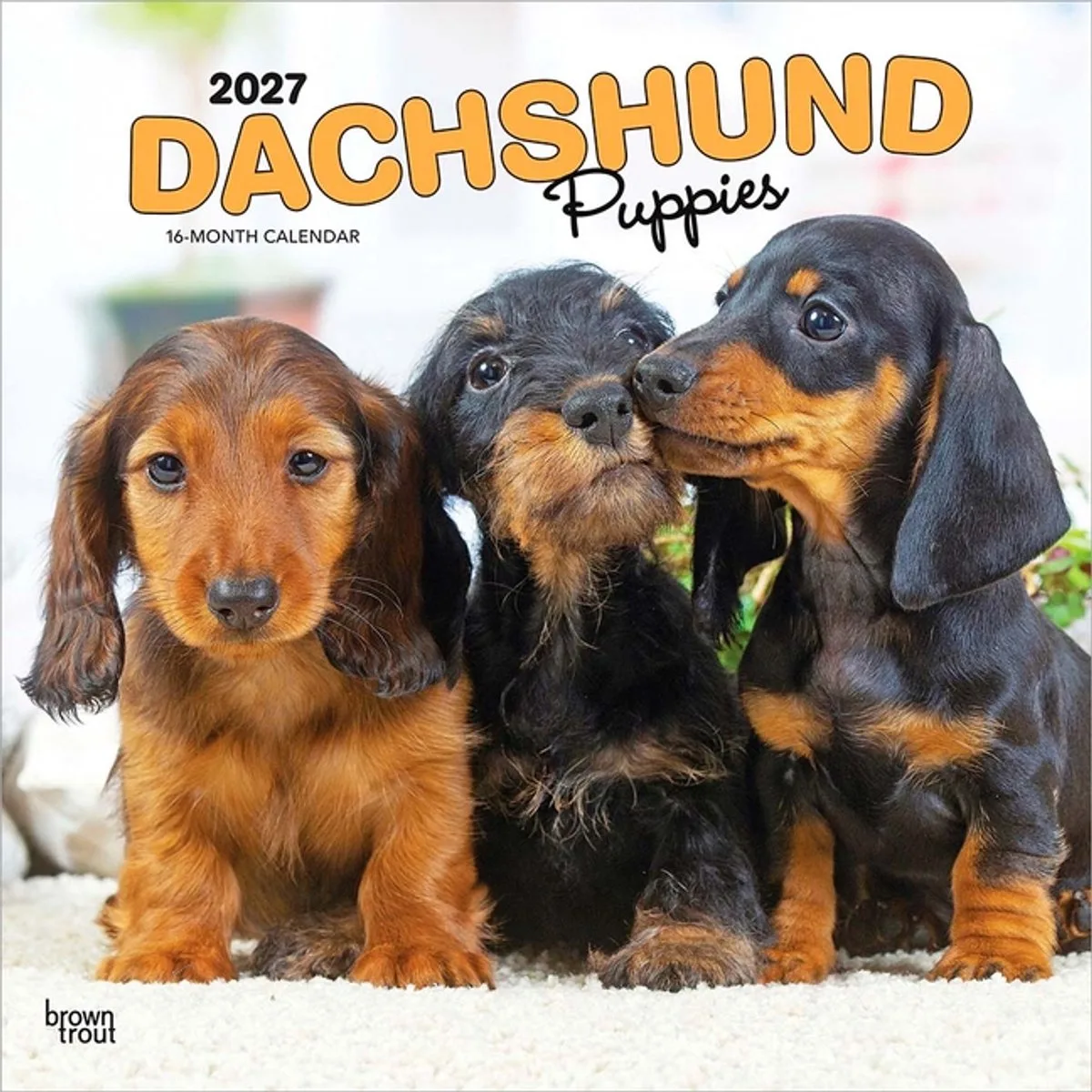 Teckel Kalender Puppies 2027 de BrownTrout en Multicolore – photo produit
