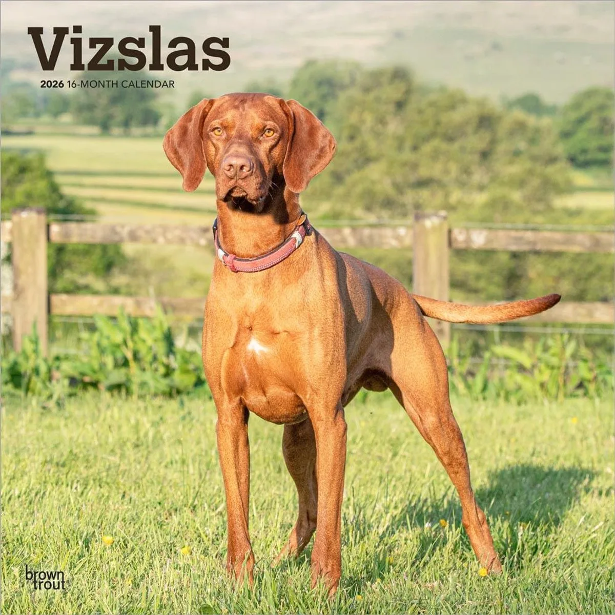 Vizsla Kalender 2026 de BrownTrout en Marron – photo produit