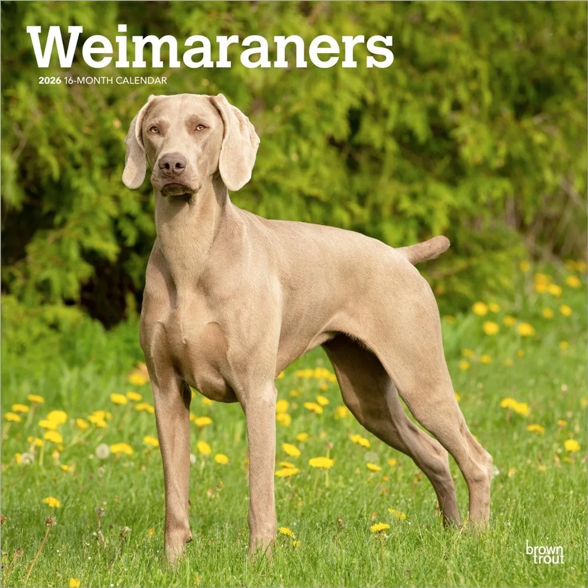 Weimaraner Kalender 2026 van BrownTrout – productfoto