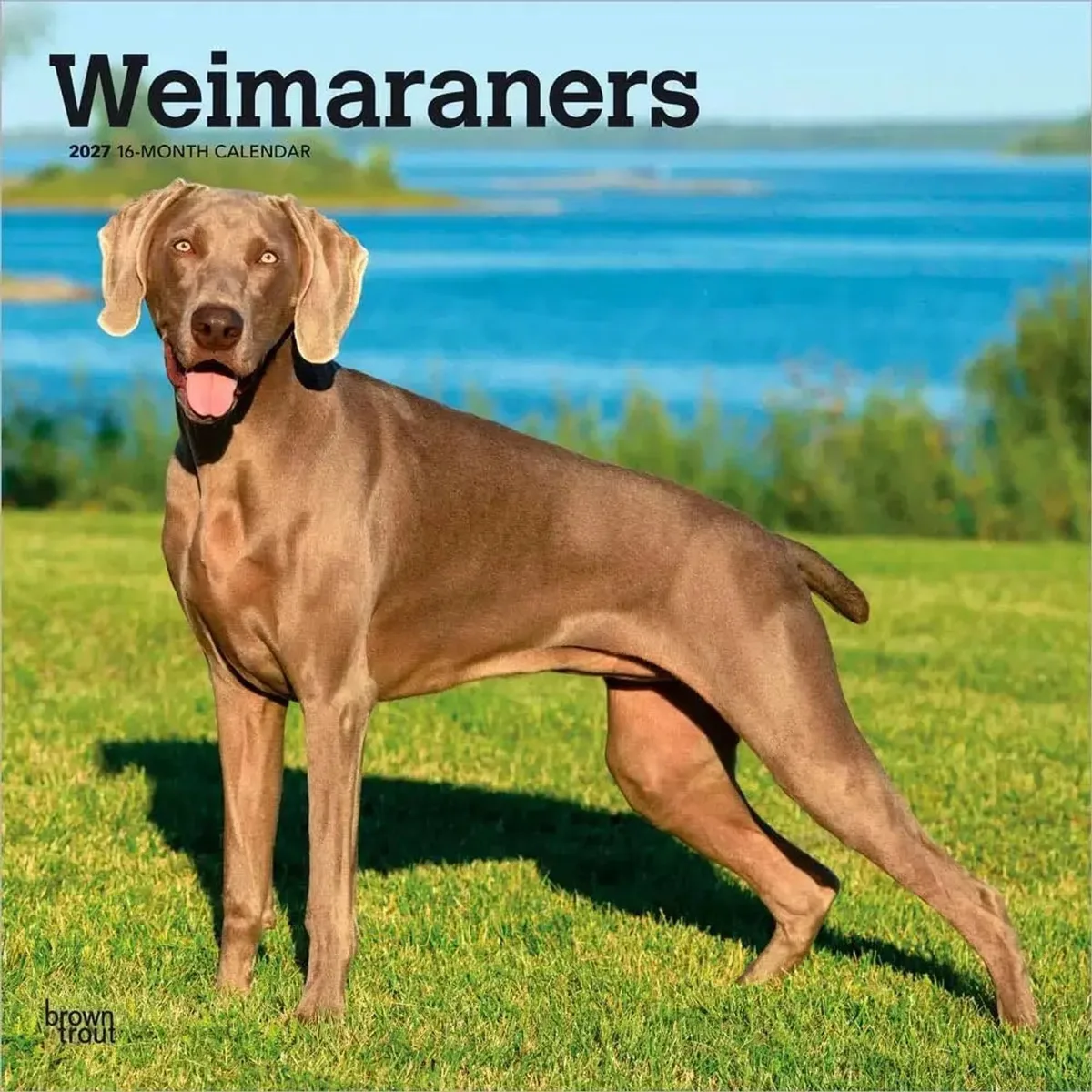 Weimaraner Kalender 2027 de BrownTrout – photo produit