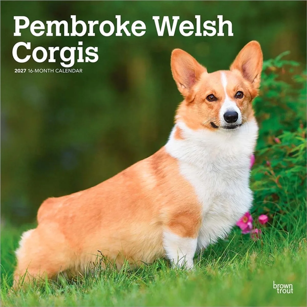 Welsh Corgi Pembroke Kalender 2027 de BrownTrout – photo produit