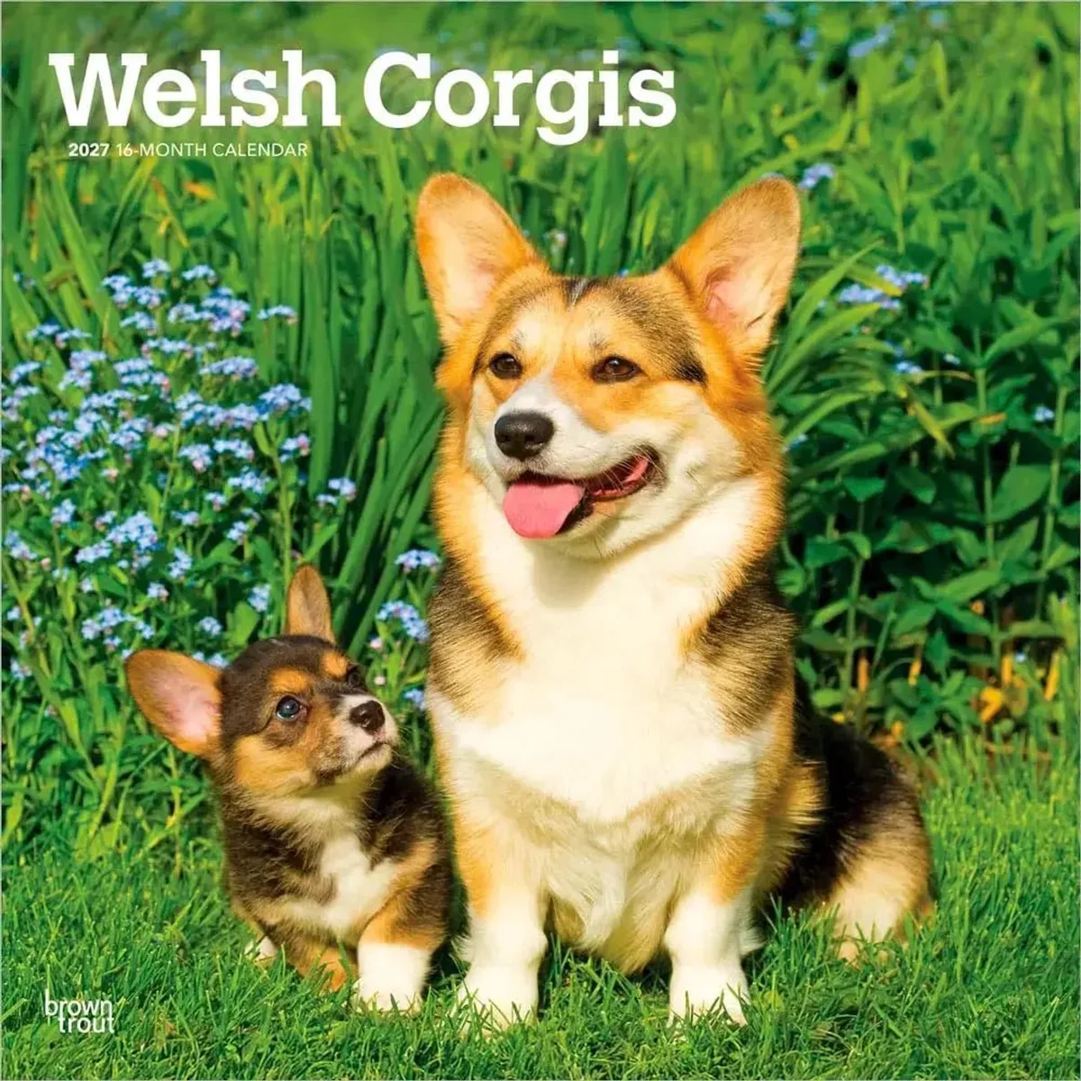 Welsh Corgis - Welsh Corgi Kalender 2027 - 16-Monatskalender de BrownTrout – photo produit