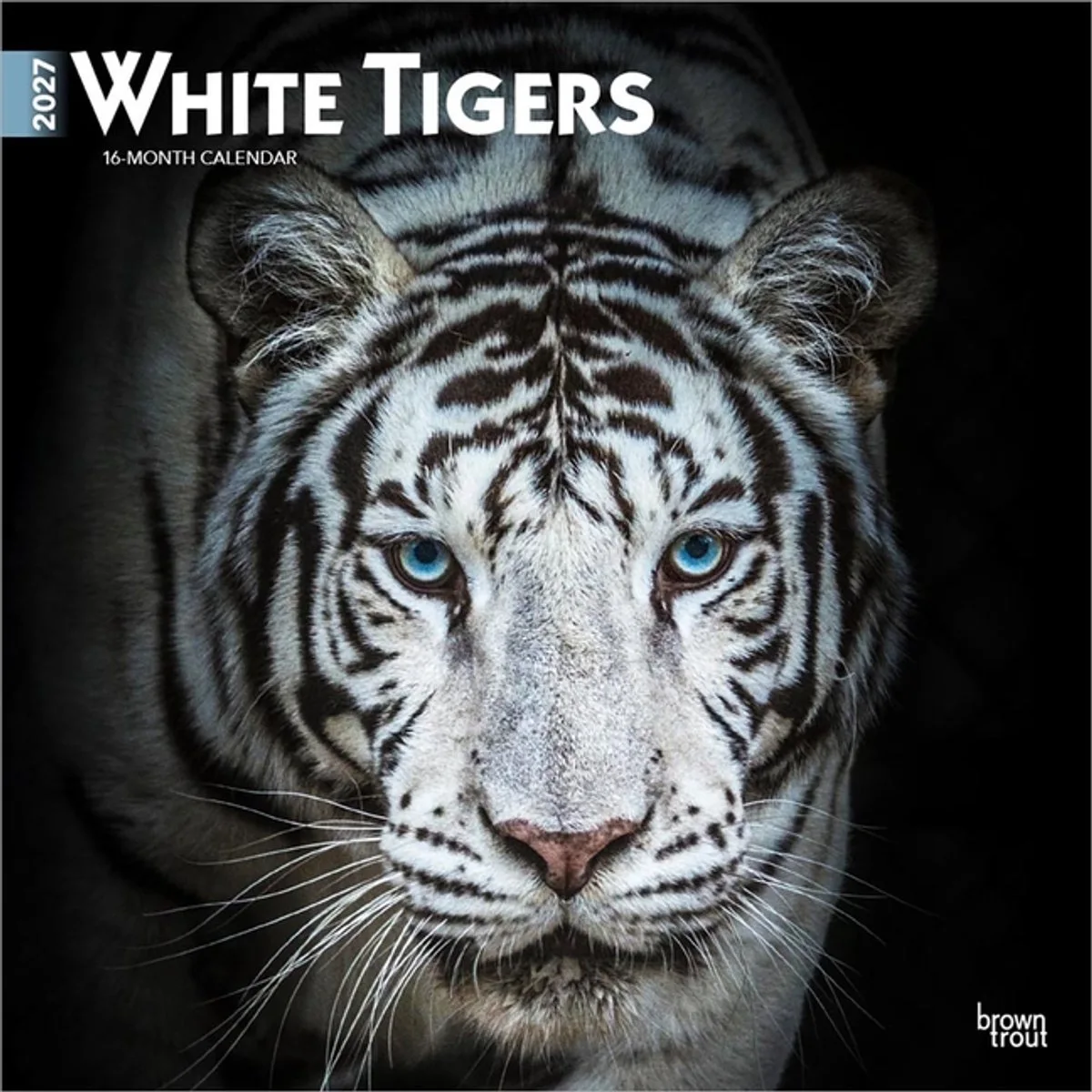 Witte Tijger Kalender 2027 de BrownTrout – photo produit