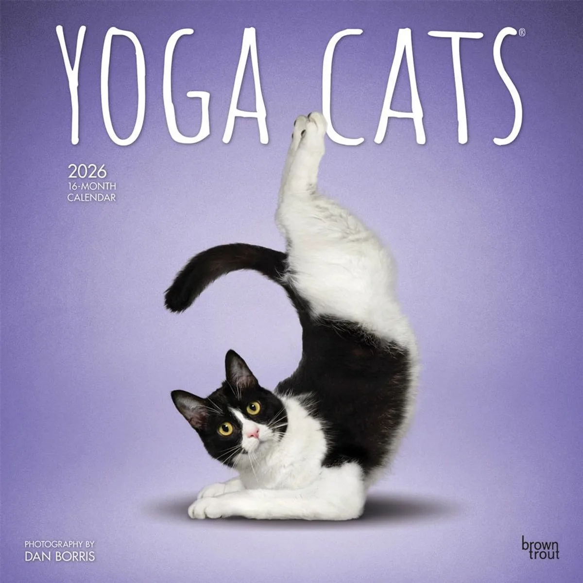 Yoga Cats Kalender 2026 van BrownTrout – productfoto