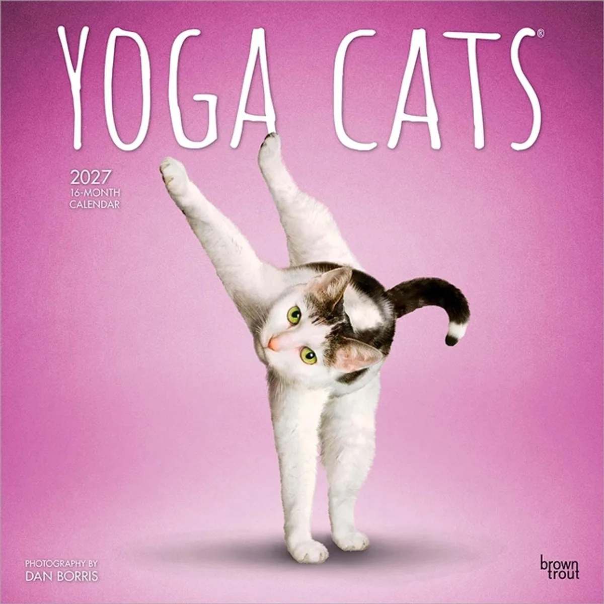Yoga Cats Kalender 2027 fra BrownTrout i Sort – produktbillede