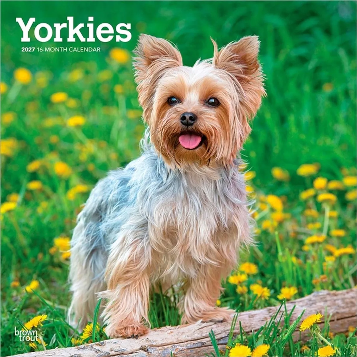 Yorkshire Terrier Kalender 2027 van BrownTrout – productfoto