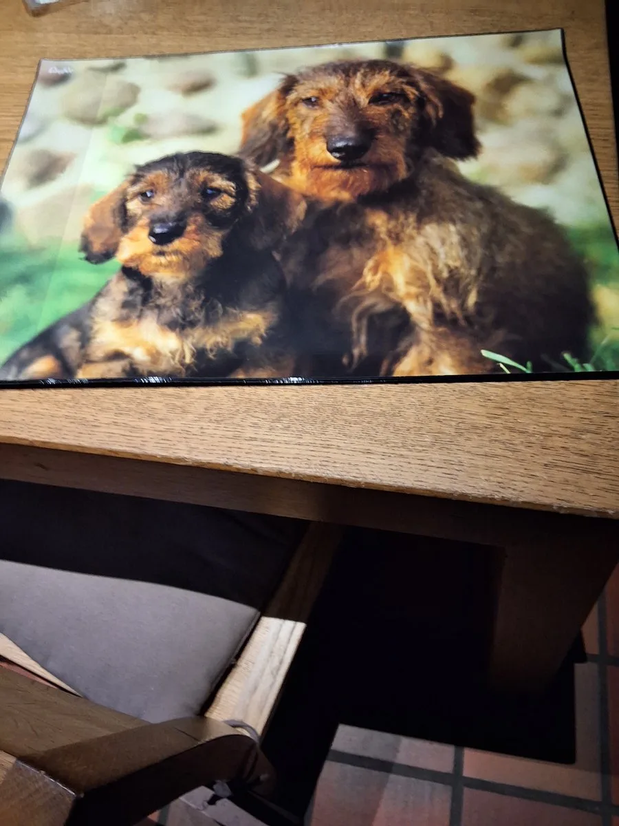 Bureauonderlegger hond 53x40cm ideaal voor om een mooie bureau op uw kamer fra Läufer i Bruin geel – produktbillede